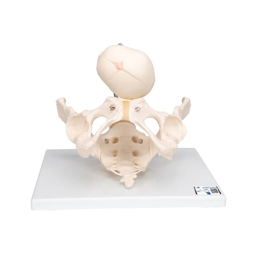 3B Scientific L30 Childbirth Demonstration Pelvis Model with Fetal Skull