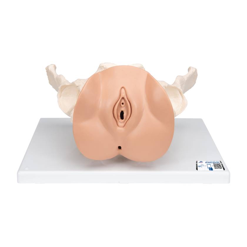 3B Scientific L31 Female Pelvis Skeleton with Genital Organs Model 3-Part
