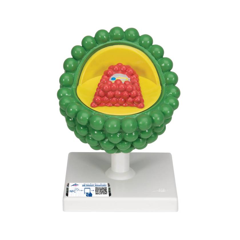 3B Scientific L40 AIDS-Virus Model