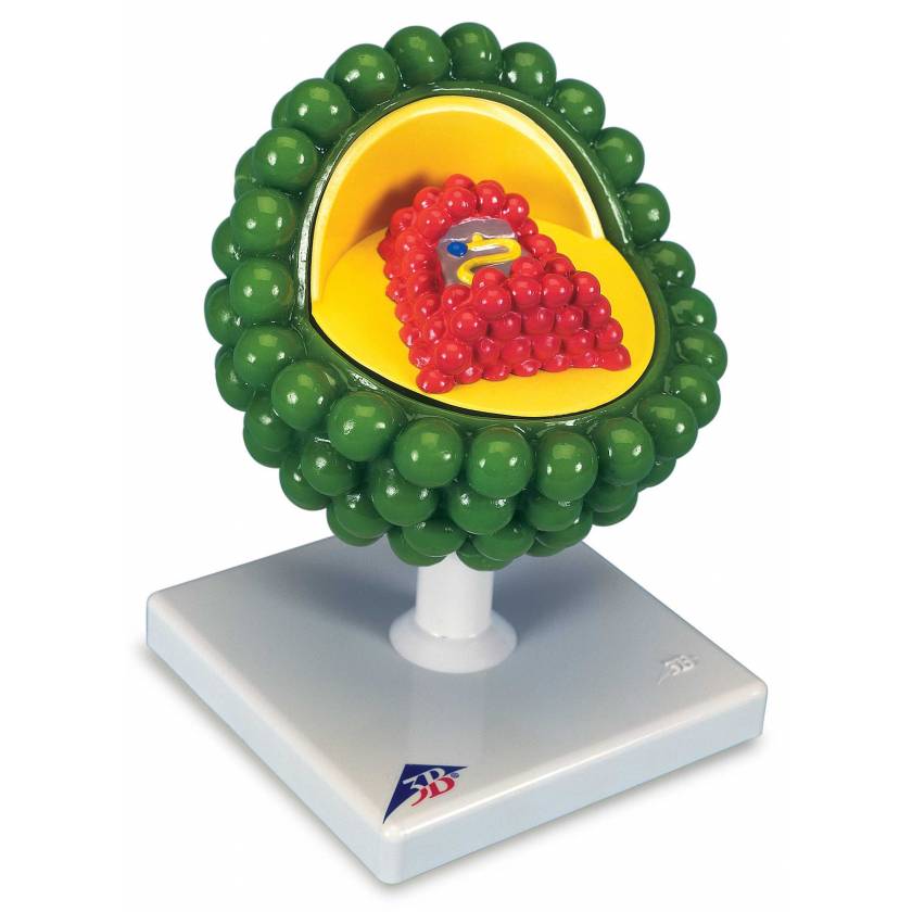 AIDS-Virus Model