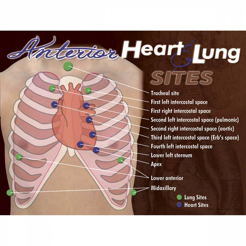 Life/form Anterior Heart & Lung Sites Poster
