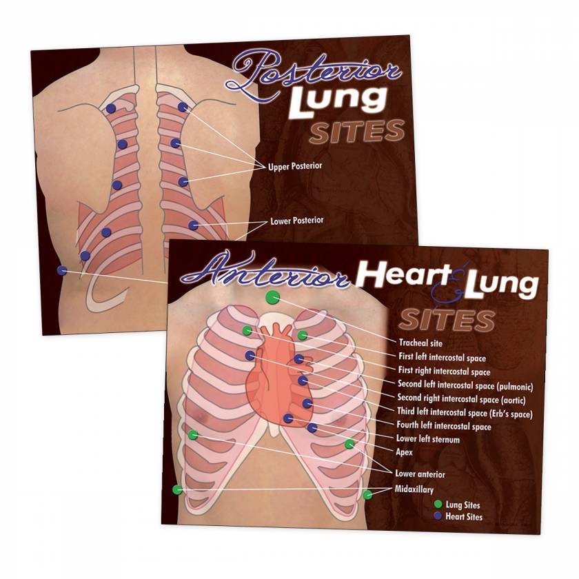 Life/form Heart & Lung Sites Visual Aids Poster Set