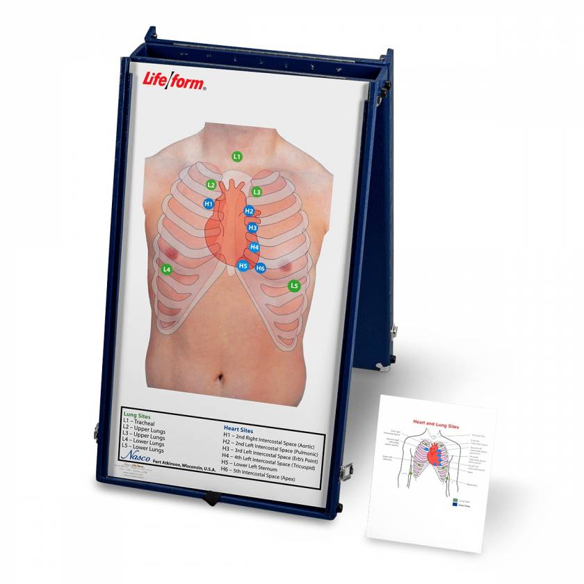 Life/form Anterior Auscultation Practice Board with Case Only