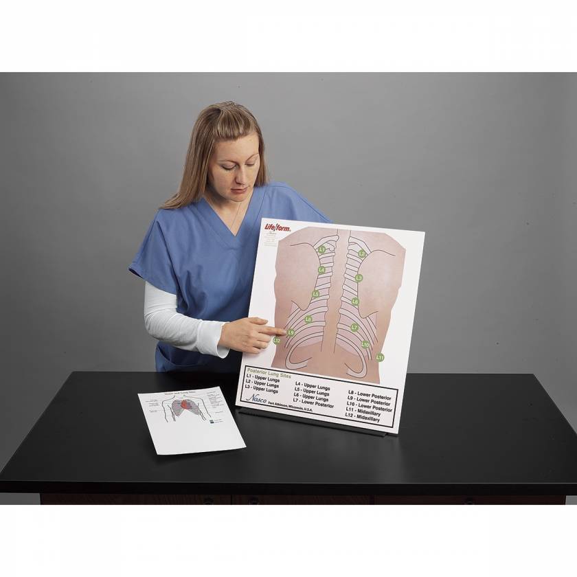 Life/form Posterior Auscultation Practice Board Only