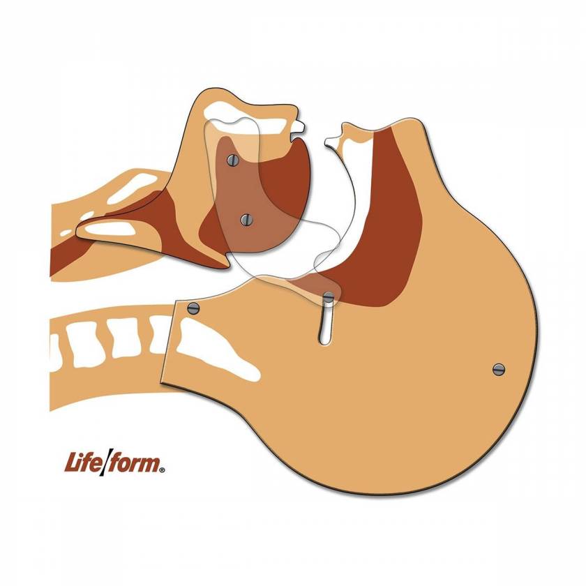 Nasco LF03687 Life/form Airway Simulation Board