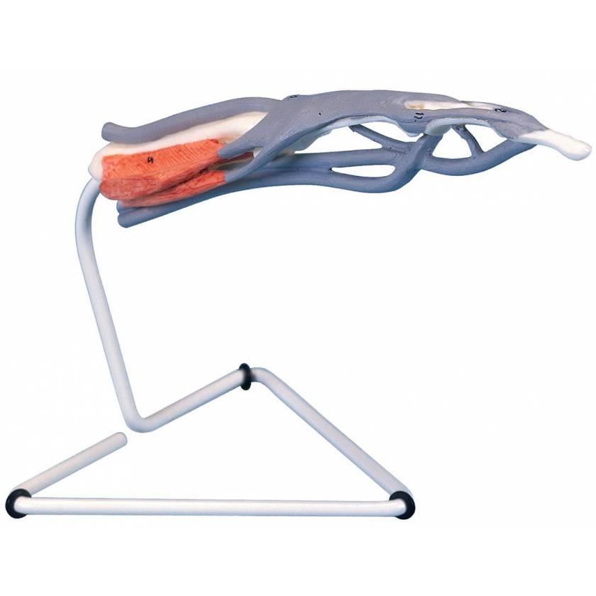 Internal Finger Structure Model