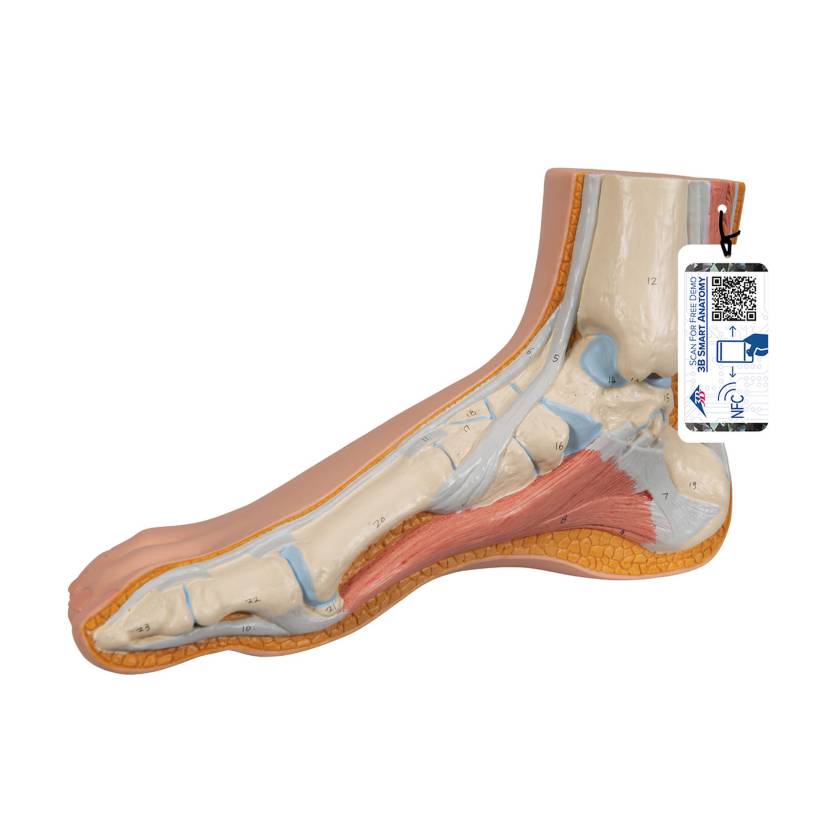 3B Scientific M30 Normal Foot Model - Light Skin Tone