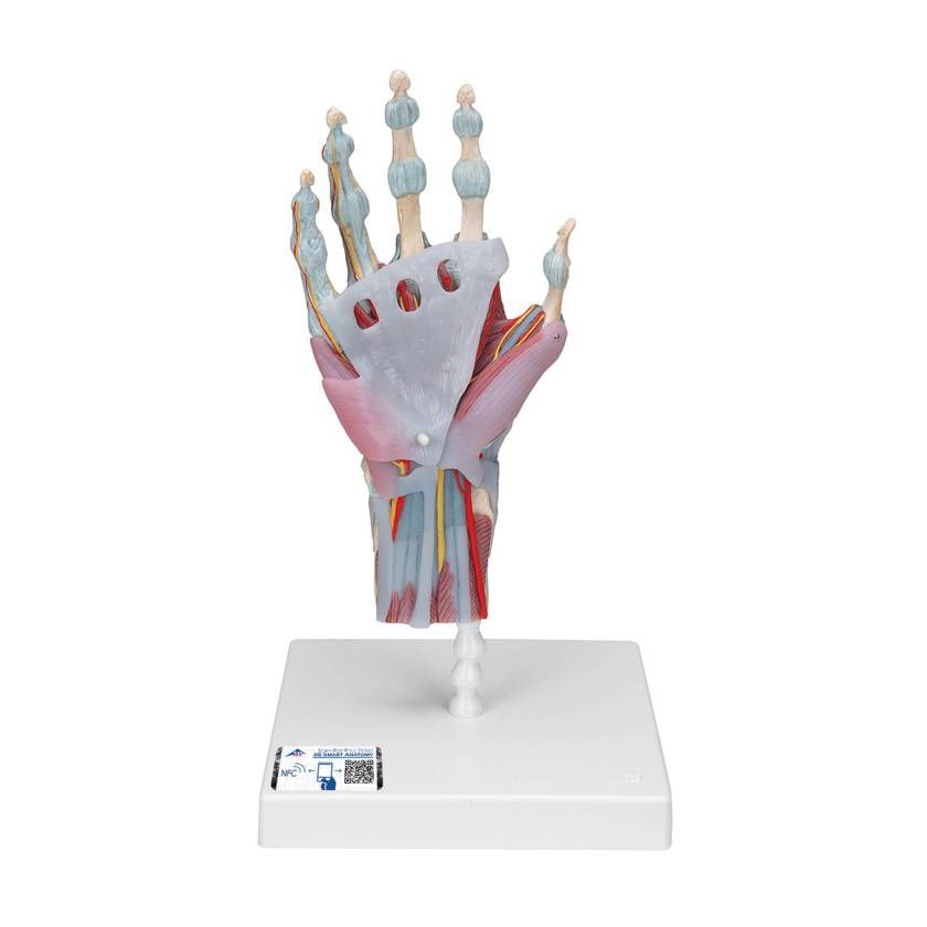 3B Scientific M33-1 Hand Skeleton Model with Ligaments and Muscles, 4 Part