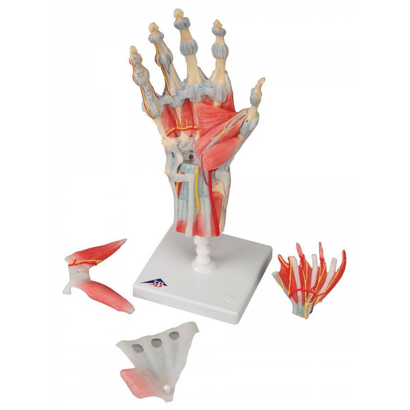 Hand Skeleton Model with Ligaments and Muscles; 4 Part