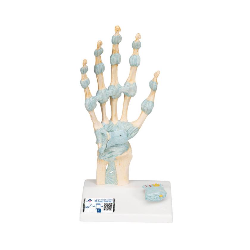 3B Scientific M33 Hand Skeleton Model with Ligaments and Carpal Tunnel