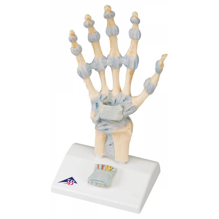 Hand Skeleton Model with Ligaments and Carpal Tunnel