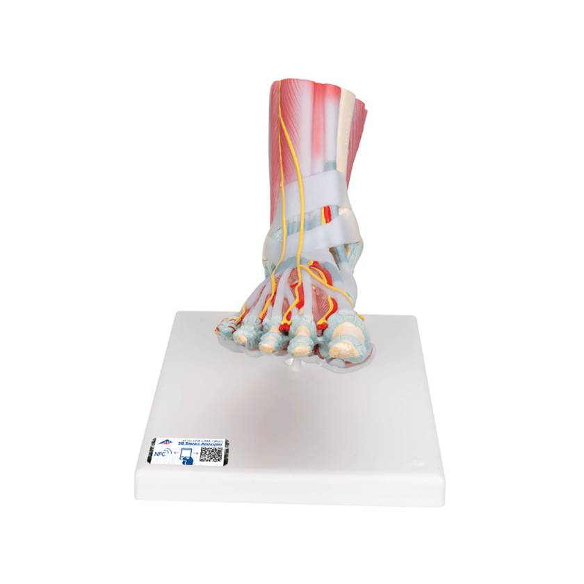 3B Scientific M34-1 Foot Skeleton Model with Ligaments and Muscles