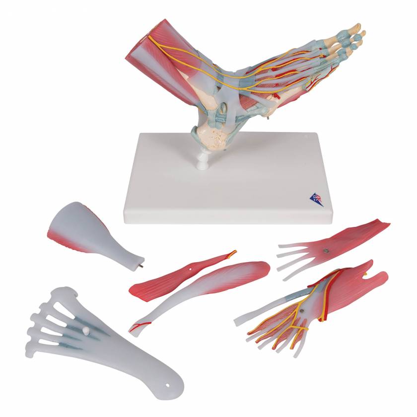 Normal Foot Model - 3B Smart Anatomy 005-1000354 - View #7