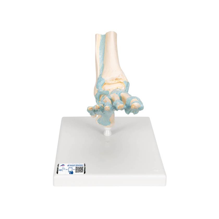 3B Scientific M34 Foot Skeleton Model with Ligaments