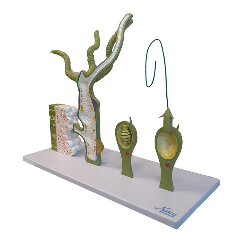 Nasco MG10253 Hydra Model, 250x Enlarged, 4 Parts - Angle 1