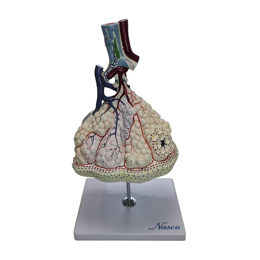 Nasco MG13129 Pulmonary Lobes with Blood Vessels Model