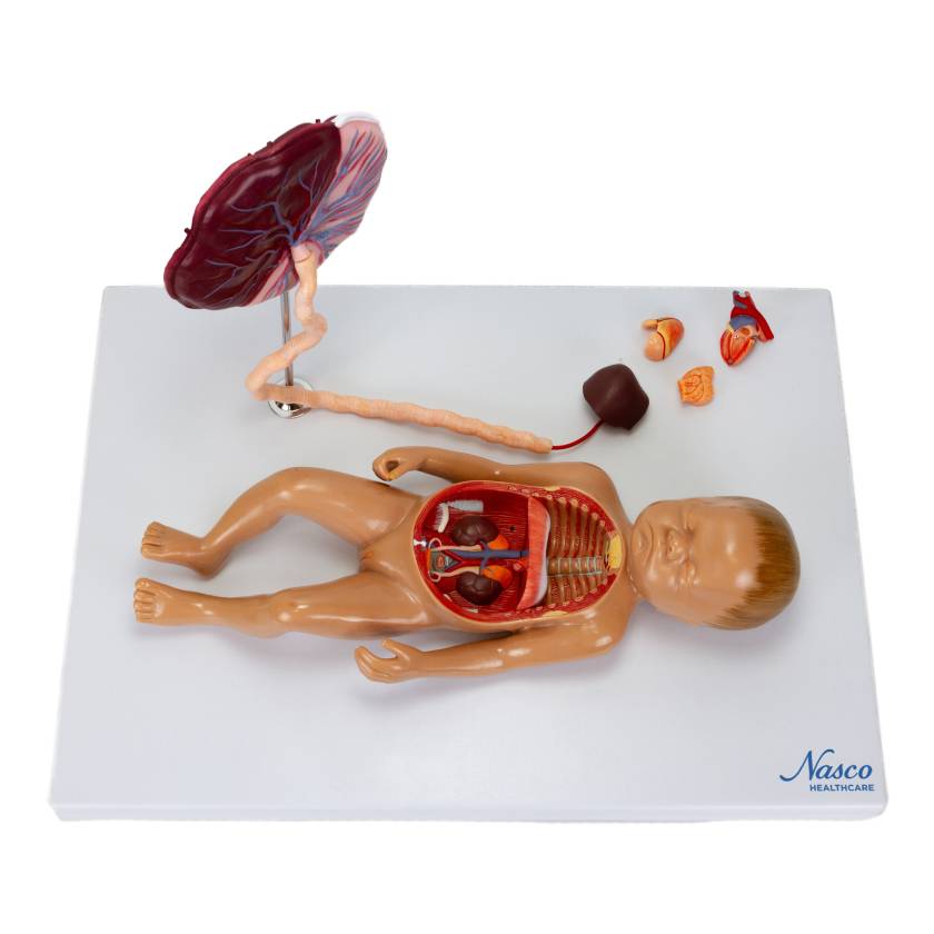 Nasco MG13918 Fetal Blood Circulation with Placenta Model - Angle 1