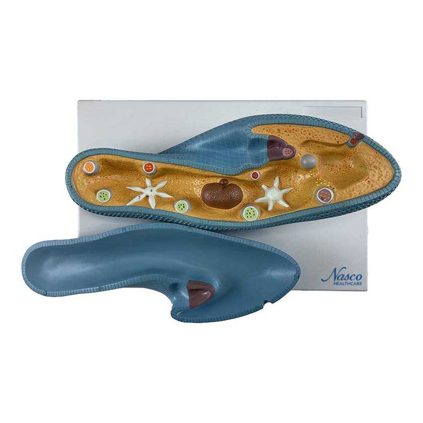 Nasco MG15179 Paramecio Model, Enlarged, 2 Parts - Angle 1