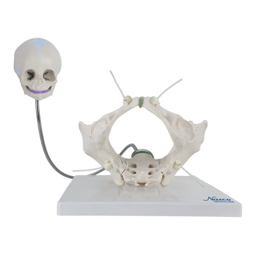 Nasco MG15197 Childbirth Demonstration Pelvis Model
