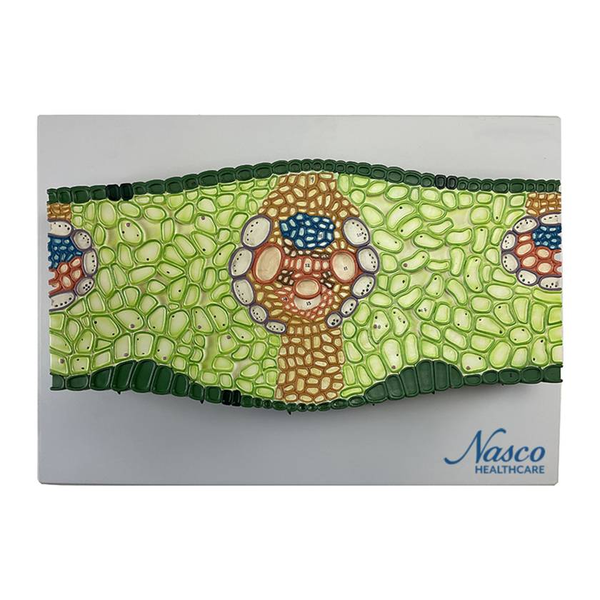Nasco MG17219 Monocotiledone Section Model, 500x Enlarged - Angle 1