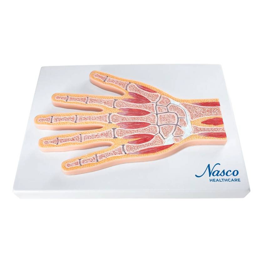 Nasco MG17223 Hand Model, Median Section - Front View