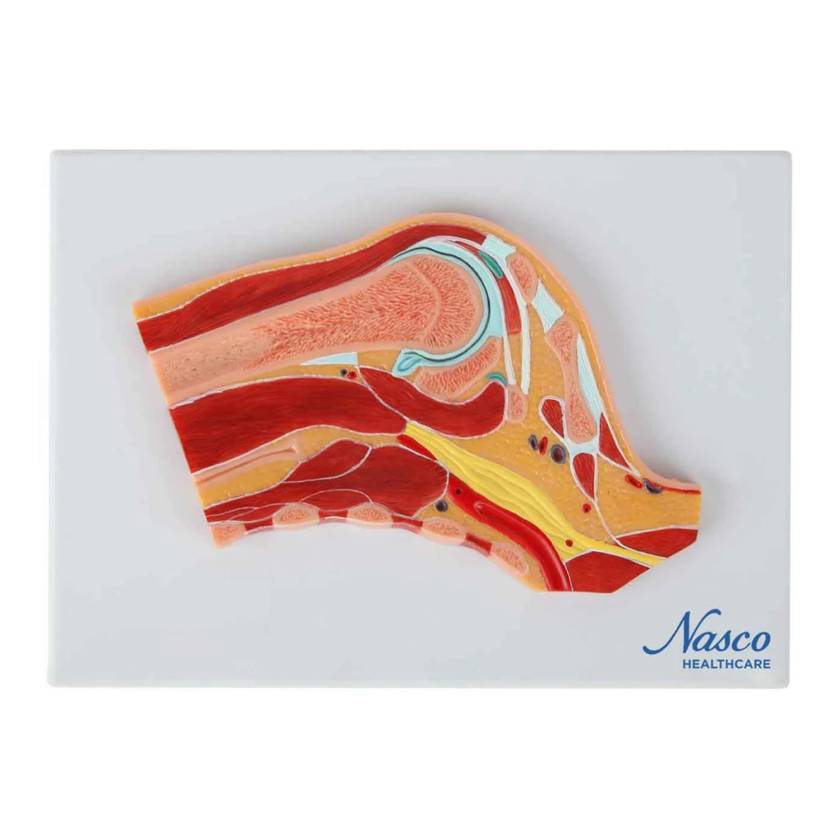 Nasco MG17226 Shoulder Model, Median Section - Front View