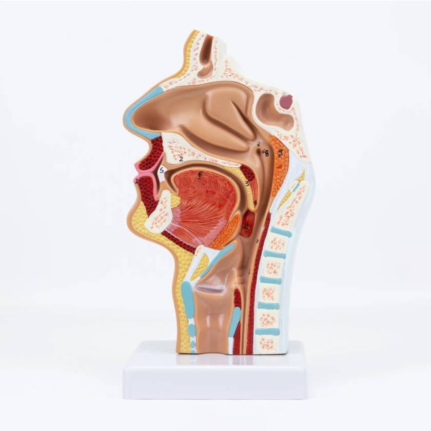 Nasco MG17231 Nasal and Oral Sinus Cross-Section Model