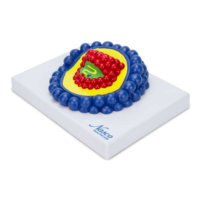 Nasco MG19659 HIV Virus Model, Enlarged - Angle 1