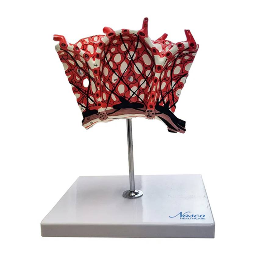 Nasco MG20099 Pulmonary Alveolus Model, 1000x Enlarged