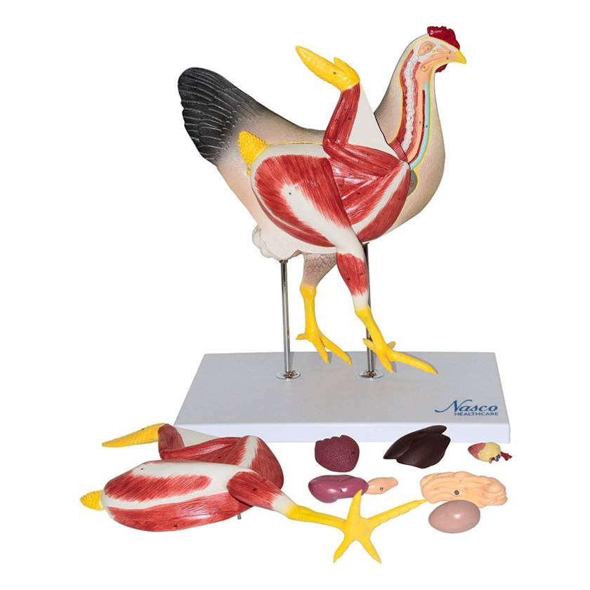 Nasco MG20115 Domestic Hen Anatomy Model, 8 Parts - Angle 1