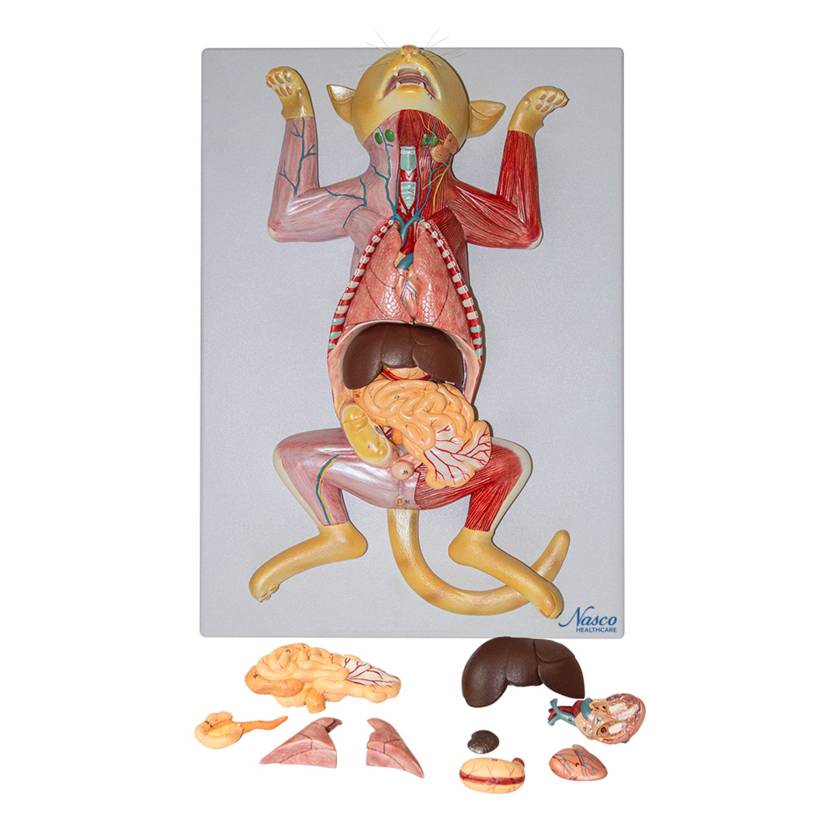 Nasco MG20119 Domestic Feline Anatomy Model, 10 Parts - Angle 1