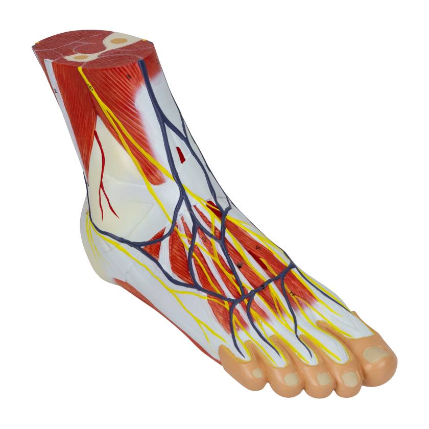 Nasco MG20121 Foot with Vessels, Ligaments, and Muscles Model, 3 Parts, Right Angle View