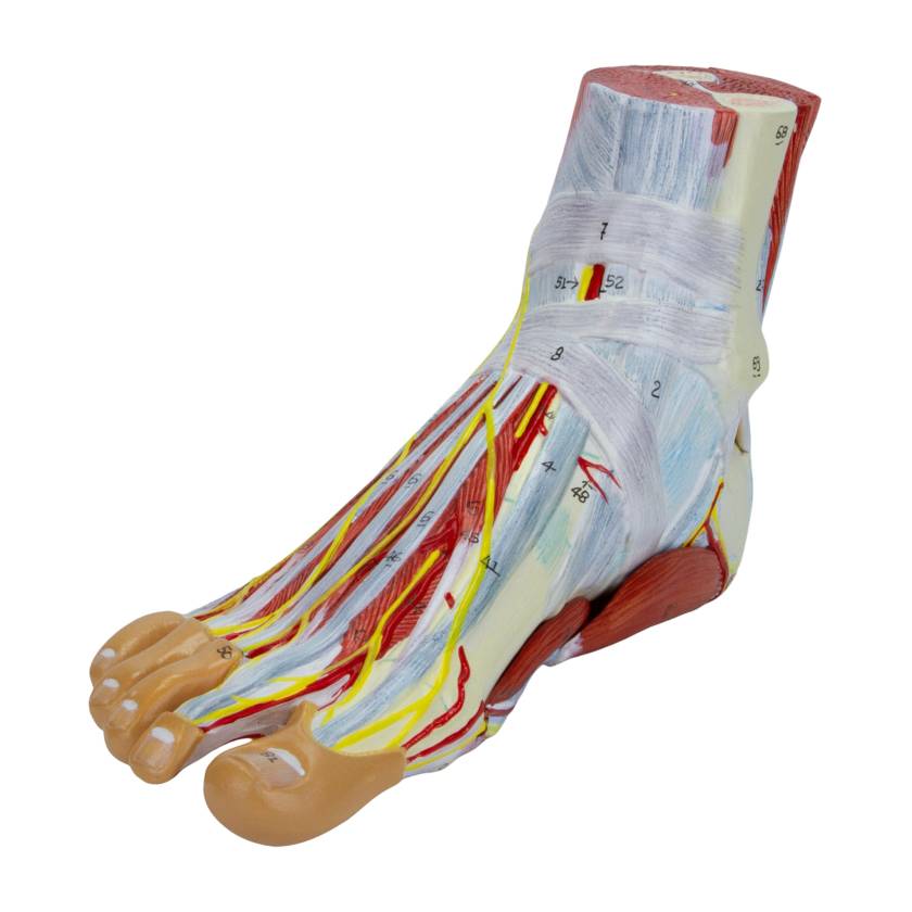 Nasco MG20122 Foot Model, 9 Parts, Left Angle View