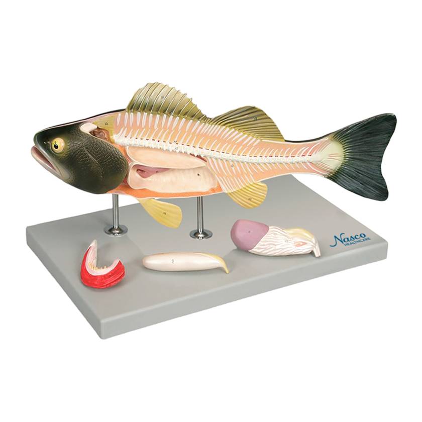 Nasco MG20123 Fish Anatomy Model, 5 Parts - Angle 1