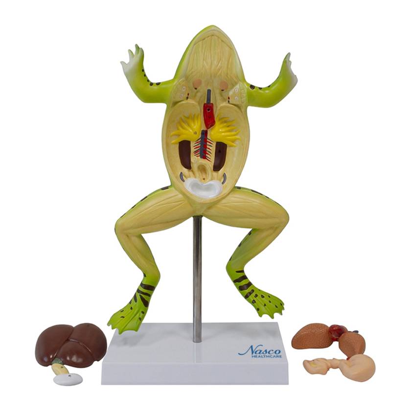 Nasco MG20126 Frog Anatomy Model, 3x Enlarged, 5 Parts - Angle 1