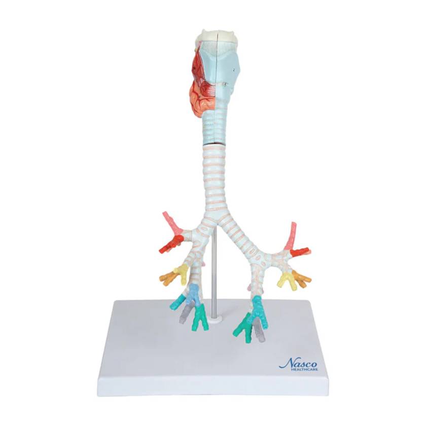 Nasco MG20231 Bronchial Tree Model with Larynx