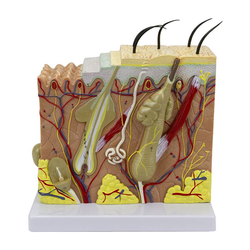 Nasco MG21067 Skin Section Model, 3 Dimensions, 70x Enlarged - Front View