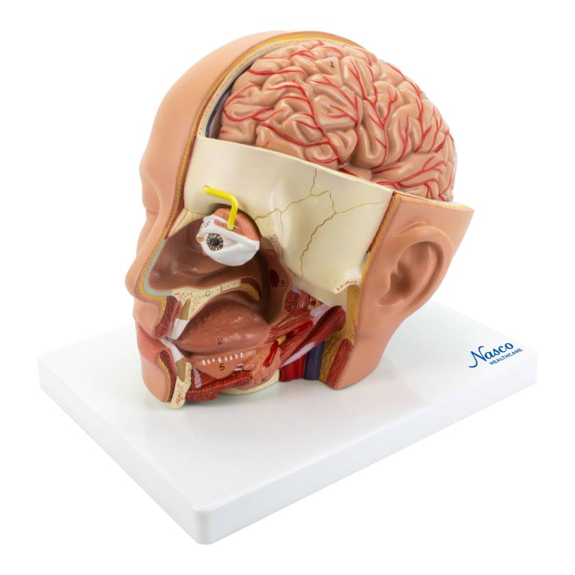 Nasco MG21266 Deluxe Head Model, 4 Parts - Angle 1