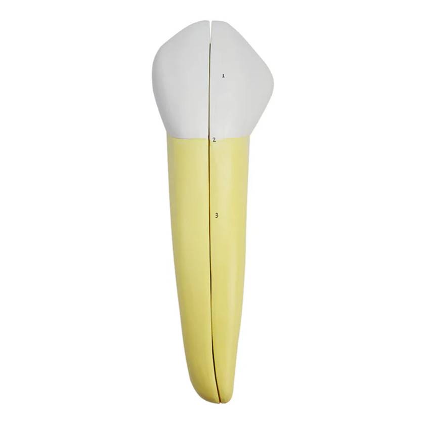 Nasco MG21502 Lower Canine Tooth Model, 2 Parts - Front View