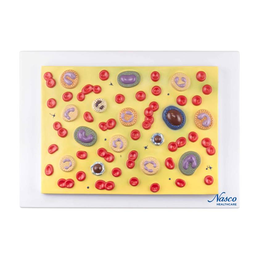Nasco MG21702 Blood Cell Model, 2000x Enlarged