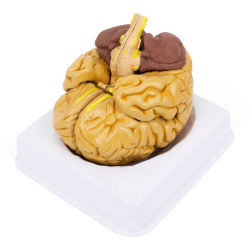 Nasco MG21719 Classic Brain Model, 8 Parts - Angle 1