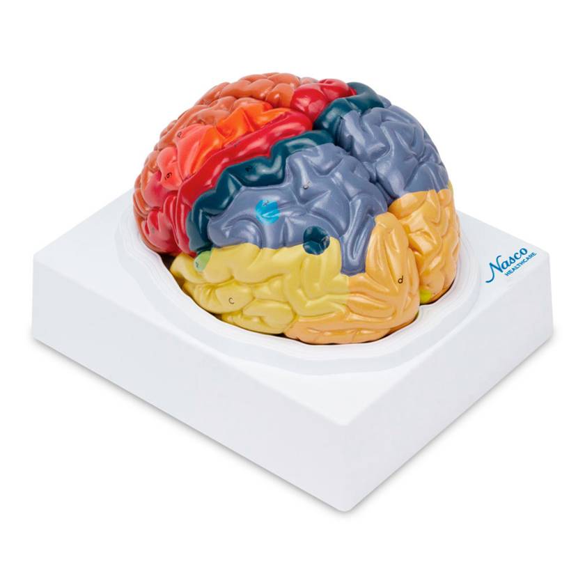 Nasco Neuro Brain Model, 2 Parts - Angle 1