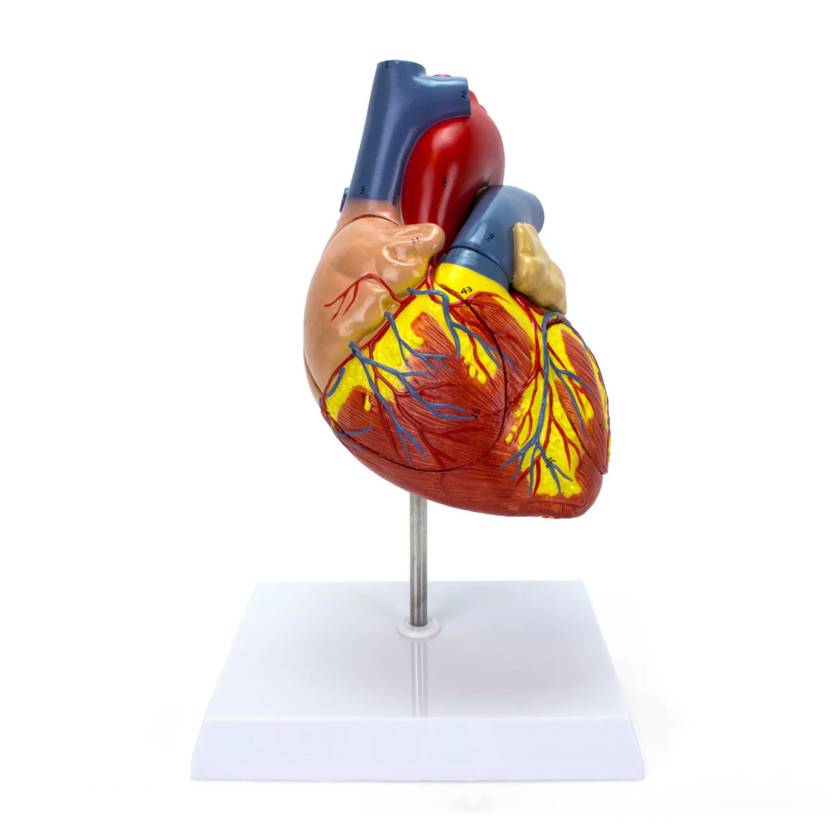 Nasco MG22271 Heart Model, 2x Enlarged