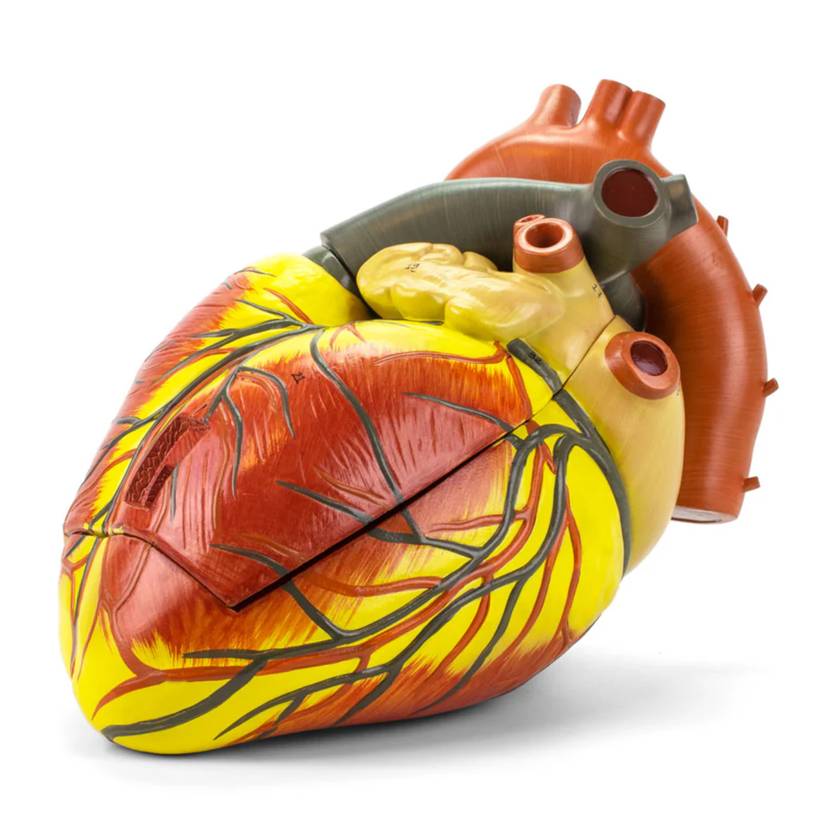 Nasco MG22272 Heart Model, 3x Enlarged, Front View