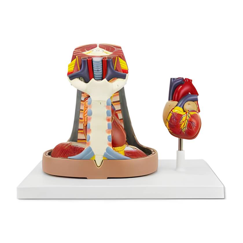 Nasco MG22273 Heart with Esophagus and Trachea Model, 6-Part