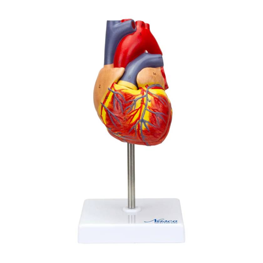 Nasco MG22278 Classic Heart Model