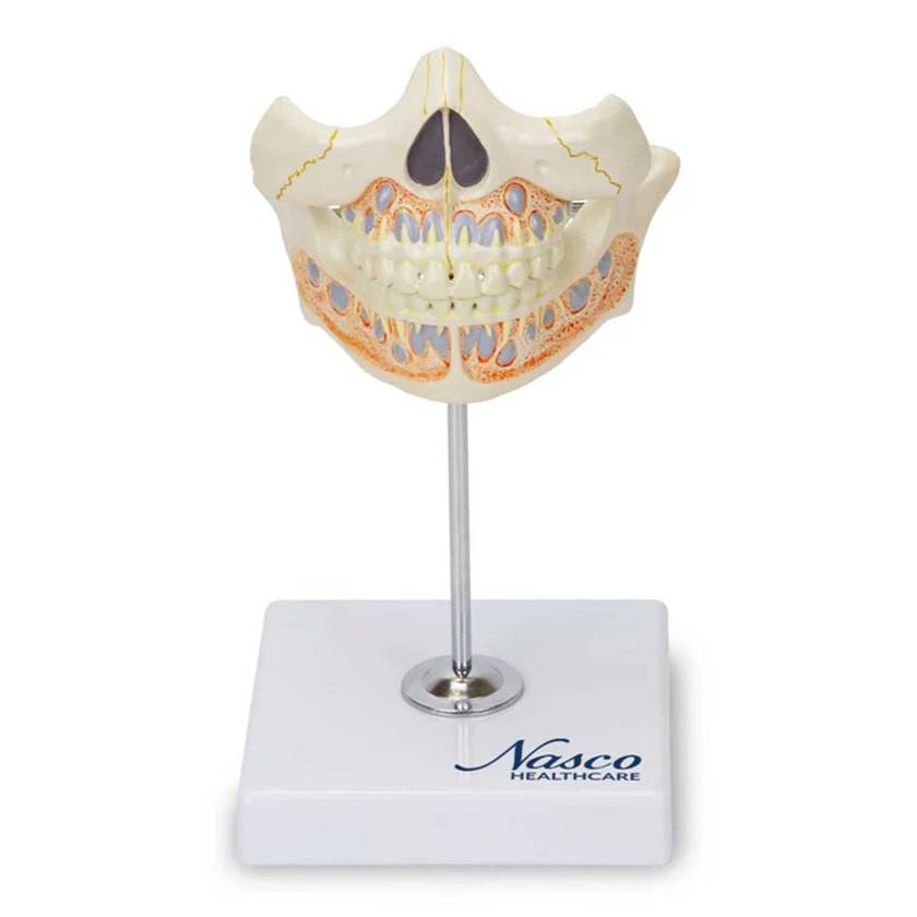 Nasco MG22595 Baby Teeth Model - Front View