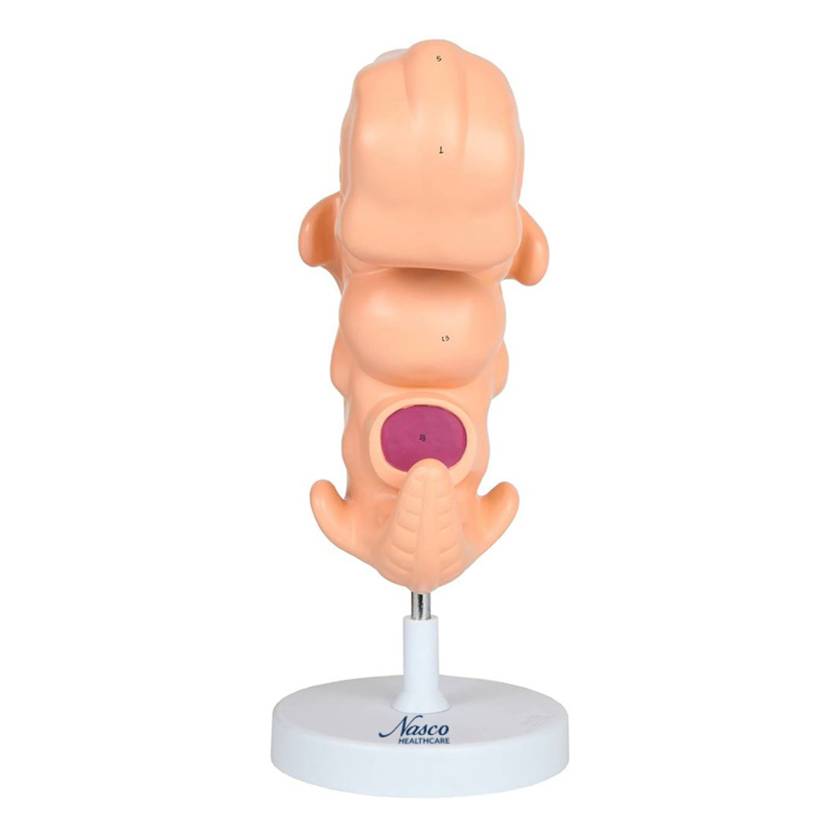 Nasco MG22793 Embryo Model, 50x Enlarged - Angle 1