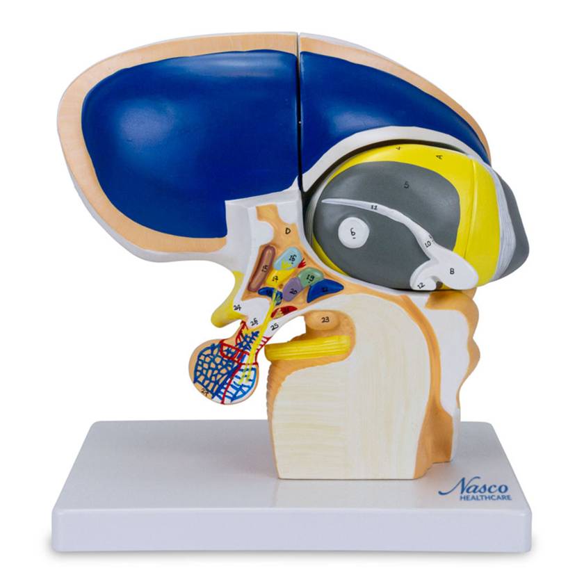 Nasco MG22801 Brain Model, 5x Enlarged, 4 Parts - Angle 1
