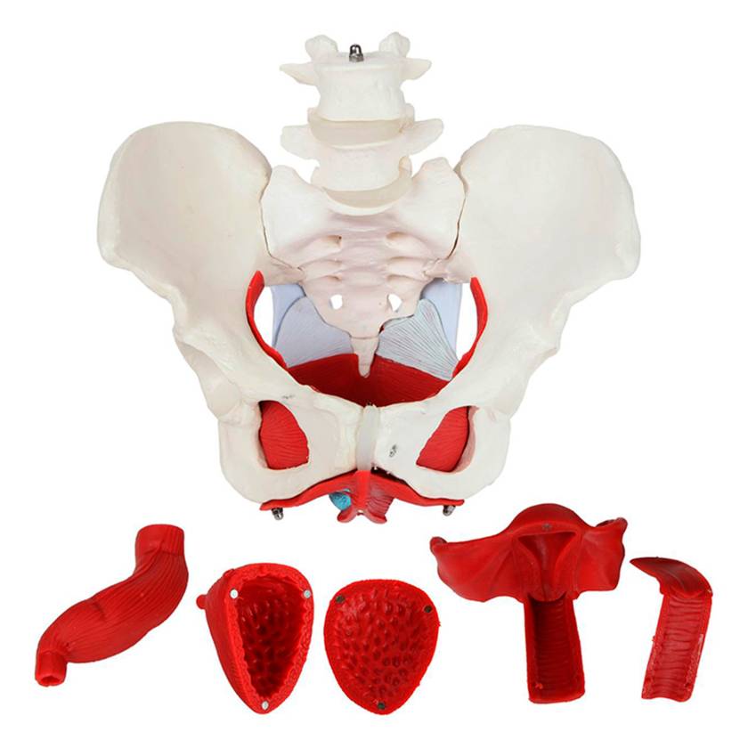 Nasco MG22962 Female Pelvis Model, 6 Parts - Complete Set